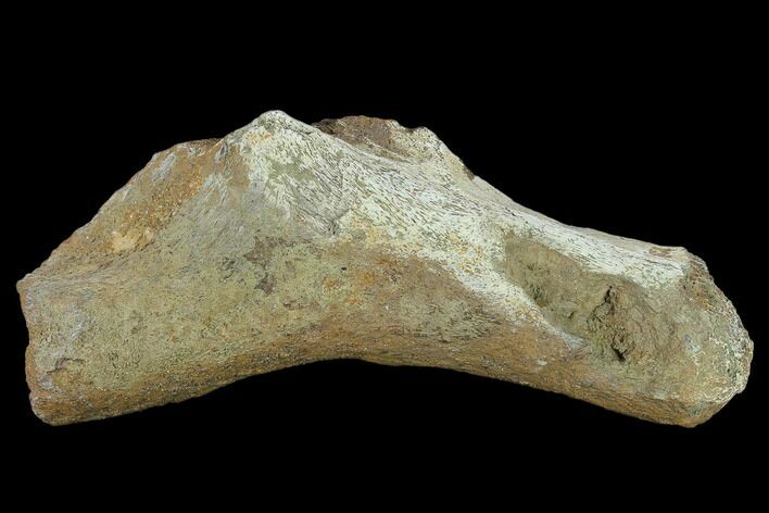 Fossil Dinosaur (Triceratops) Bone - North Dakota #134321